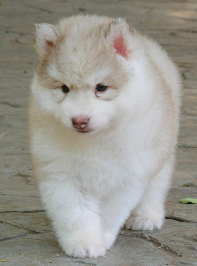 Siberian Huskies in Thailand - All Colors Available รูปที่ 5