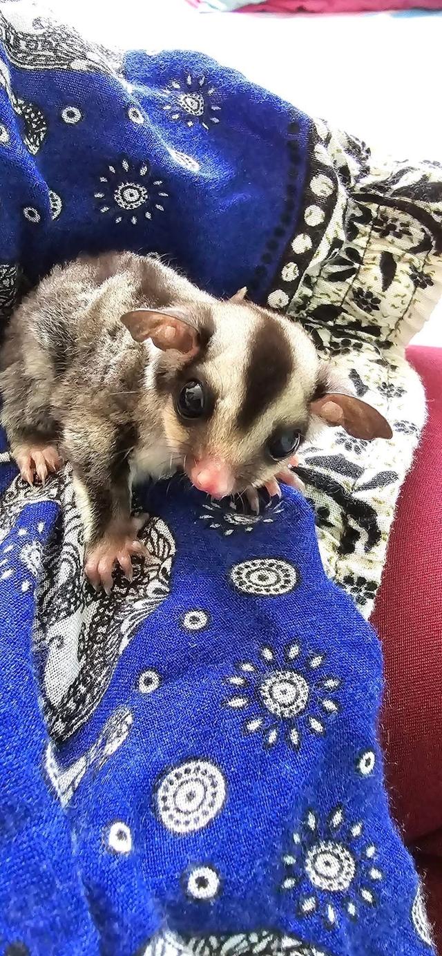 Sugar Glider พร้อมย้ายบ้าน 2