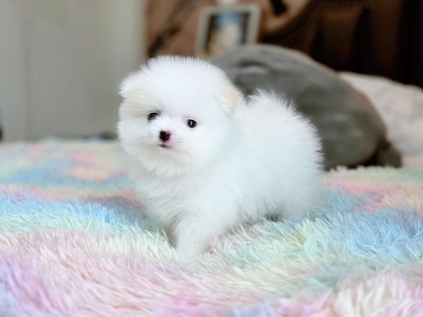 Pomeranianแท้อายุ2เดือนพร้อมซน