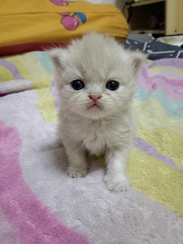 ลูกแมวเปอร์เซียแท้ พร้อมฉีดวัคซีนและถ่ายพยาธิ รูปที่ 2