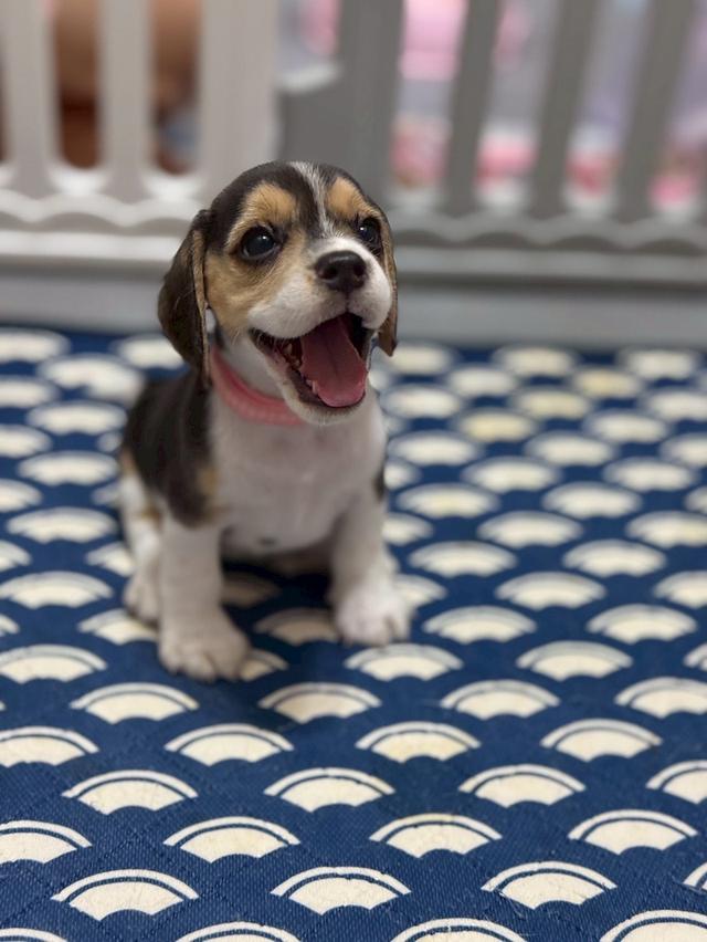 บีเกิ้ล (Beagle) Female ด.ญ 💯🏡 15