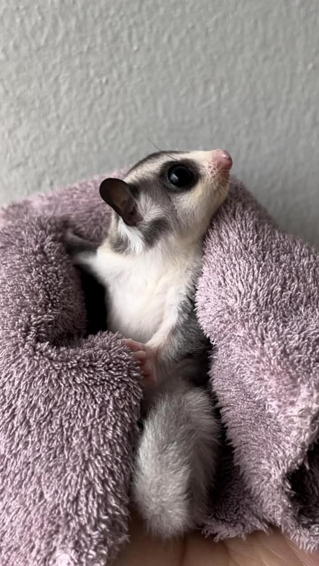 พร้อม Sugar Glider นัดรับกทม. 2