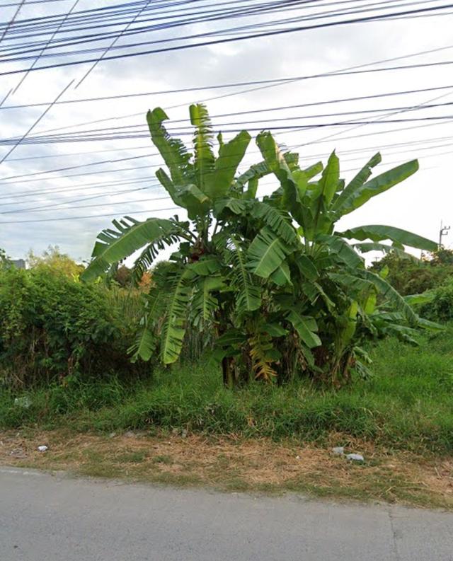 ขายที่ดิน 4 ไร่เศษ ติดถนนบัวนครินทร์ ทำเลดี ใกล้หมู่บ้านบริทาเนีย 2