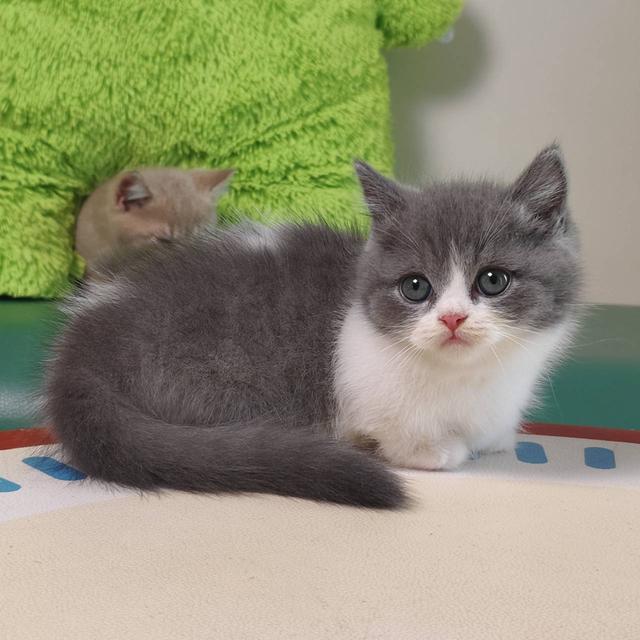 แมวมันช์กิ้น Munchkin short leg Oscat cattery chiangmai รูปย่อยที่ 3