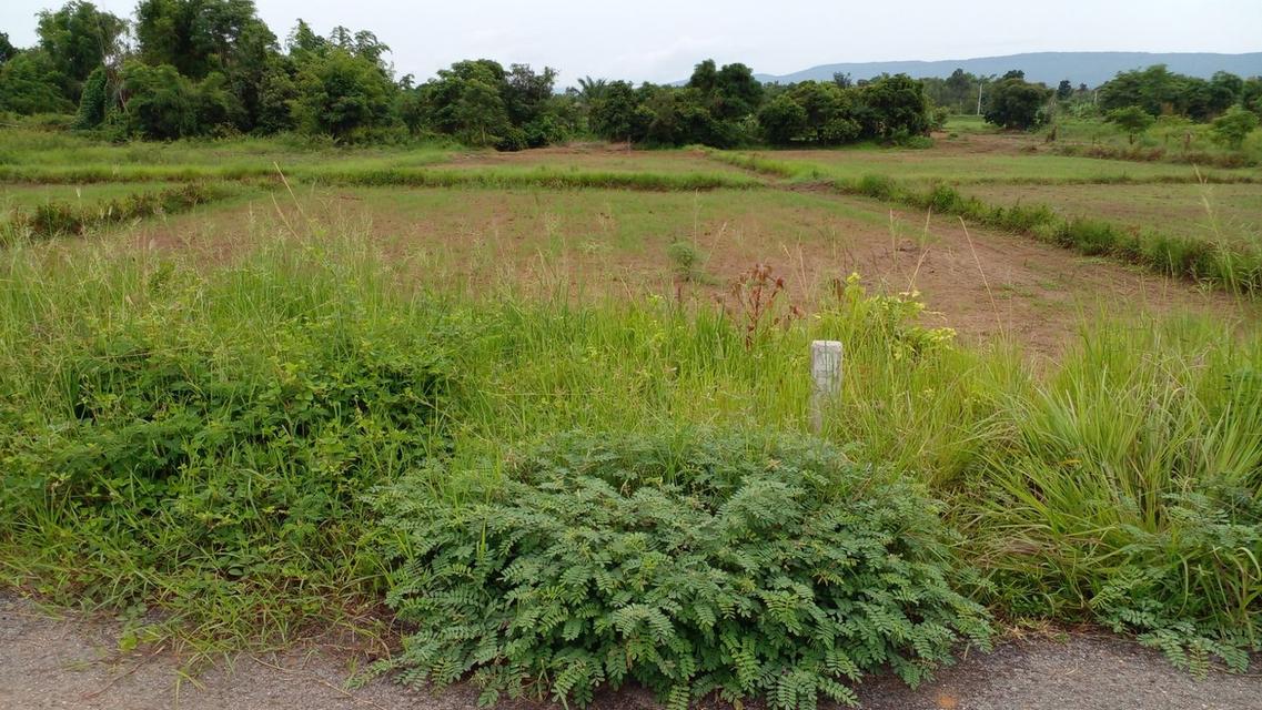 出租土地 – 泰国廊磨喃蒲府直辖县优质土地 8 莱（约12,800 平方米），水电齐全 2