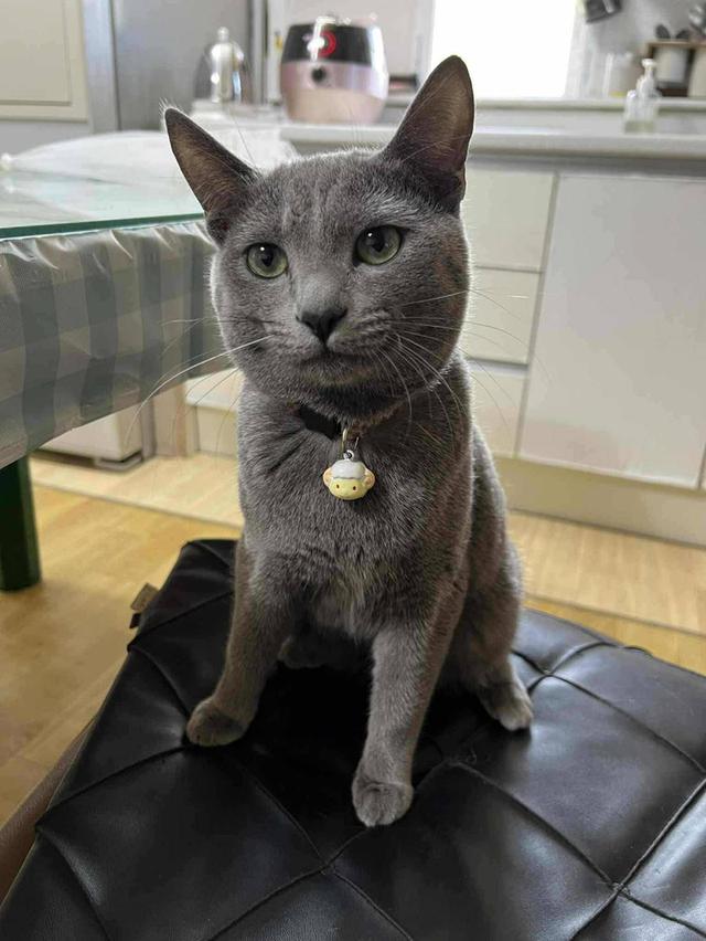 แมวรัสเซียน บลู/เพศผู้ นำเข้าจากเกาหลีใต้ มีเอกสารส่งออก+ฝังไมโครชิพ Russian Blue Cat/Male Imported from South Korea with export documents and