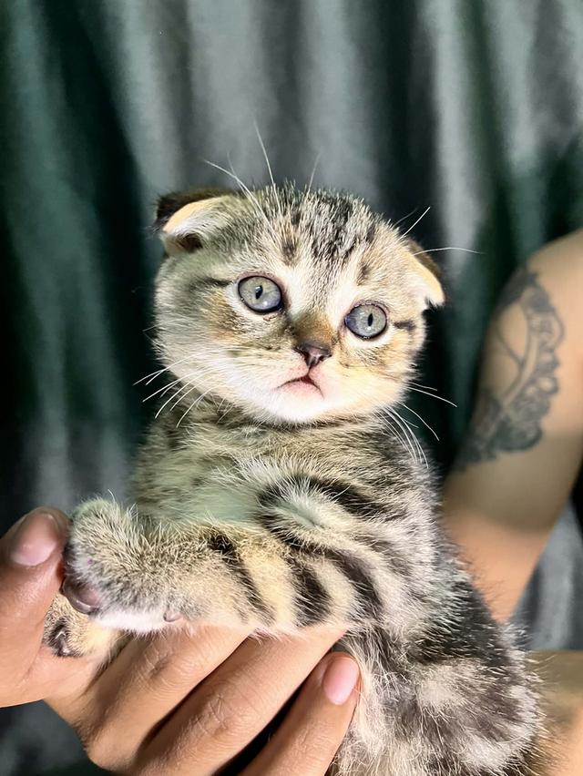 แมวสก็อตติสโฟลด์แท้ หูพับ 2