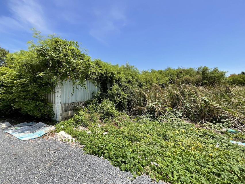 ขายที่ดิน ซ.ทุ่งมังกร 4  ฉิมพลี ตลิ่งชัน   5