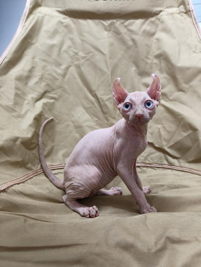 ดช.สฟิงซ์หูพลิกsphynx