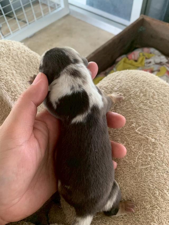 ดัชชุน ไซส์มินิ เปิดจอง