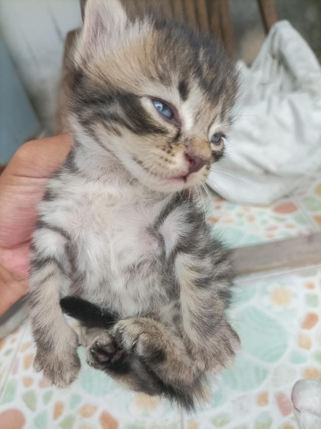 แมวๆ 5