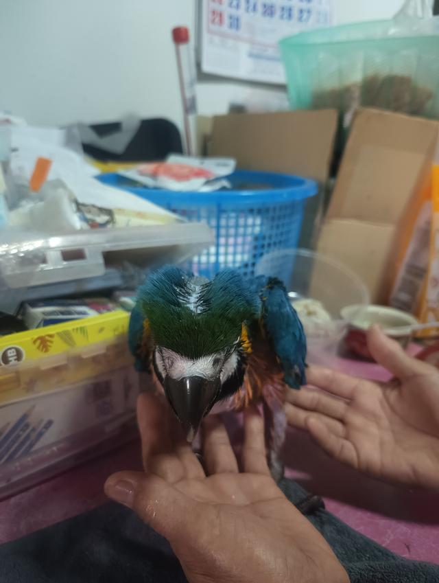 บลูโกล Blue and Gold Macaw