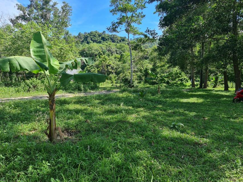 ขายที่ดิน กะทู้ ภูเก็ต 6