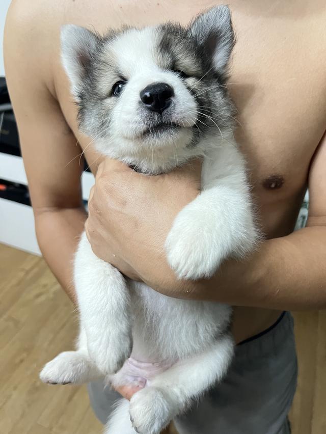 สุนัขบางแก้วแท้ สีขาว-เทา เพศหญิง รูปที่ 5