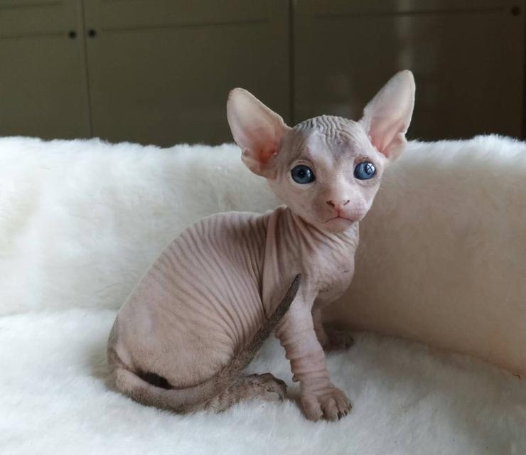 6.แมวแบมบิโน่ เพศผู้ Bambino Cat Male