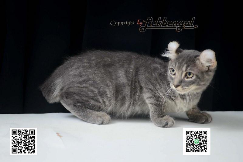 ขายลูกแมวอเมริกันเคิร์ล สีบลู หางบ็อบเทล (bobtail)