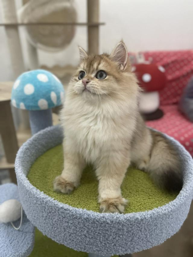 British Longhair พร้อมใบ WCF