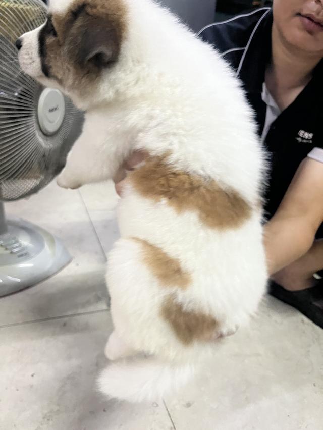 ลูกหมาบางแก้ว เพศเมีย รูปที่ 4