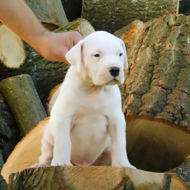 Dogo Argentino Puppies  WhatsApp me : +66 63 826 3042 รูปที่ 1