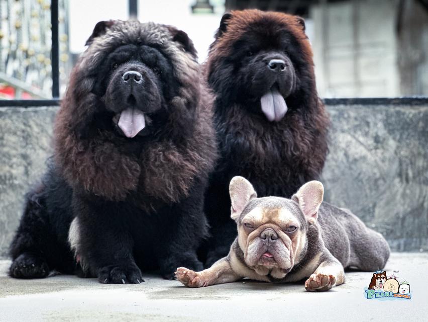 น้องเชาเชา สีดำ พ่อแม่นำเข้าจากต่างประเทศ 7