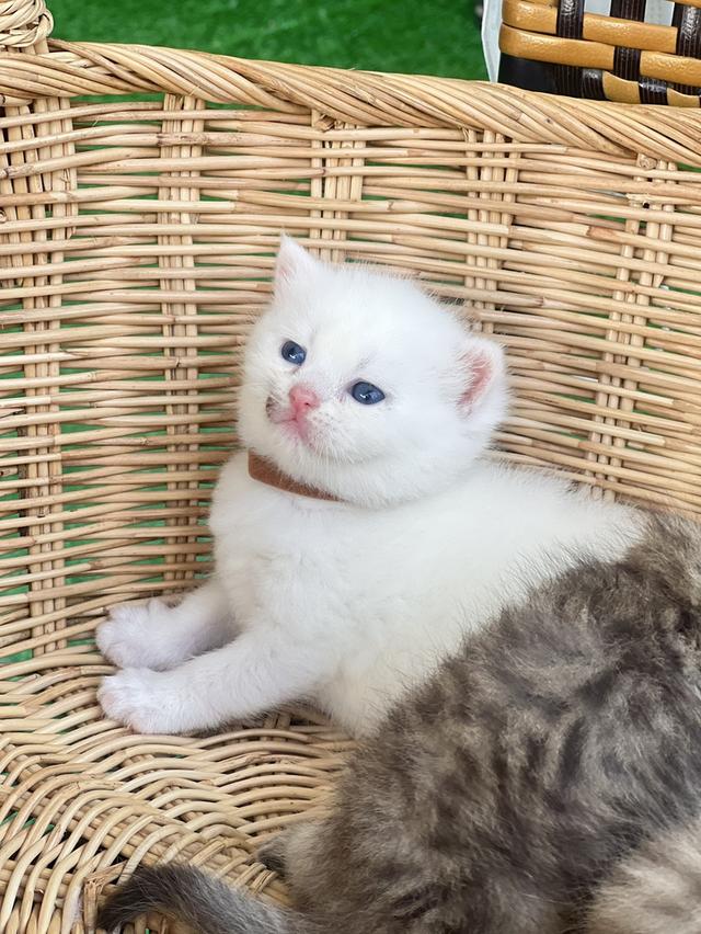 ดญ.ยูอา (สก็อตติช)