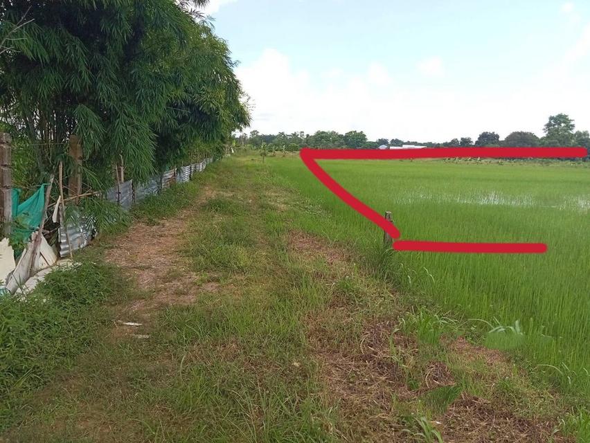 ขายที่ดินติดโครงการจัดสรรในเมืองนครพนม 3