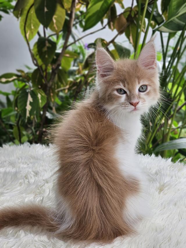 ลูกแมวเมนคูน เพศเมีย  7