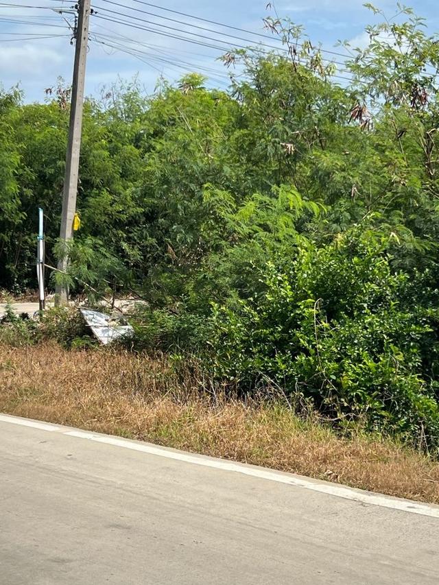ขายที่ดินถมแล้ว 247 ตรว. ติดถนนคอนกรีต ถ.เลียบคลองบางโพธิ์ใต้ ปากซอยทับทิมแลนด์ 2 หมู่ 7 ปทุมธานี 3