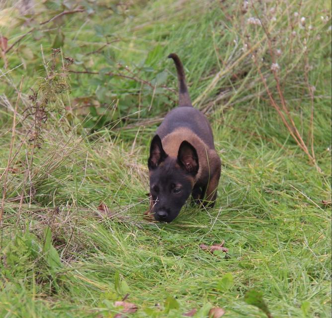 หาบ้านให้น้องหมา Belgian Malinois อายุ 3 เดือน 4