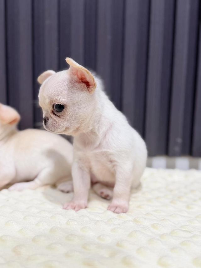 chihuahuathailandชิวาวาไทยแลนด์เกรดสวย