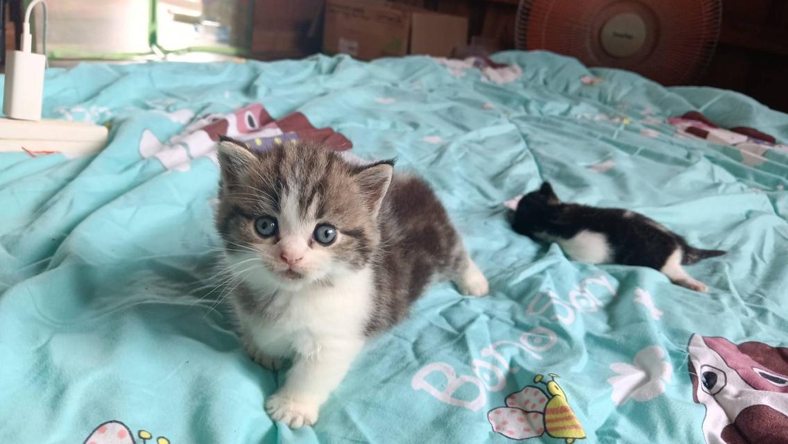 น้องแมวมัชกิ้นขาสั้น 2