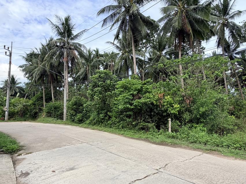 ขายที่ดิน 1 ไร่ ตำบล.ตลิ่งงาม อำเภอเกาะสมุย 5