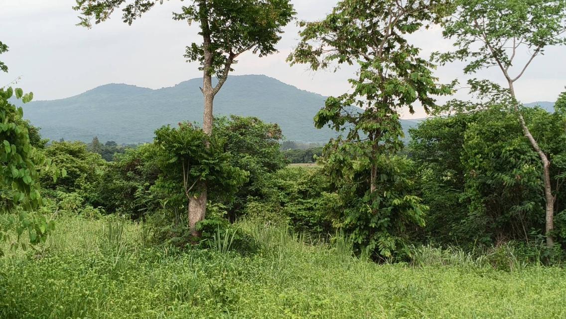 ขายที่วังไทร เขาใหญ่ ที่บนเนิน 3.5ไร่ ใกล้ My ozone Movenpick khaoyai ถนนกว้างไฟฟ้าผ่านหน้าที่ วิวเขาสวยมาก หลังพิงเขา แถมที่ครอบครอง 2ไร่ ปากช่อง 1