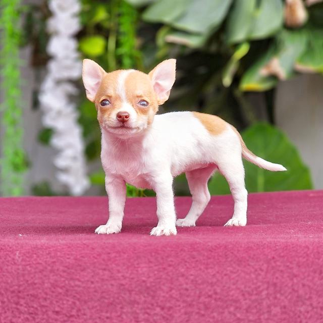 Chihuahuaแท้ขนสั้นเพศเมีบน้องกันตาsizeเล็กมินิ 3
