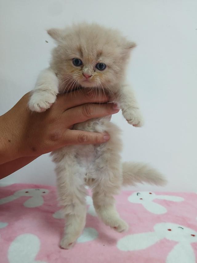 น้องเปอร์เซีย สีส้ม ครีม เสือ รูปที่ 7