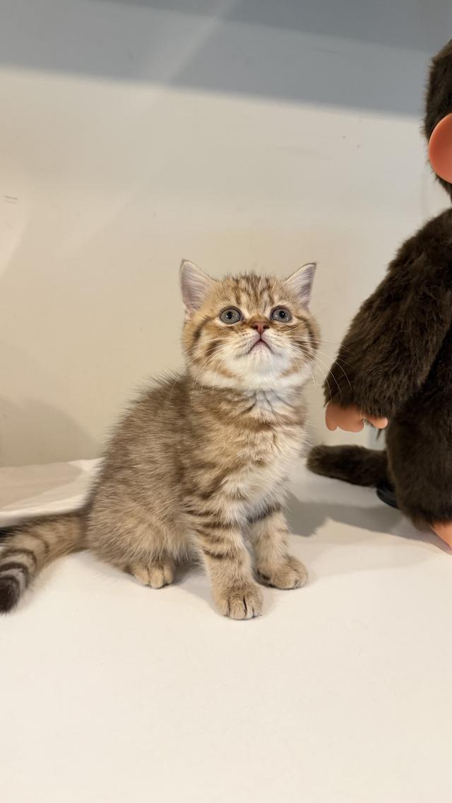 ขายลูกแมวสก็อตติช 2 เดือน เพศหญิง🩷