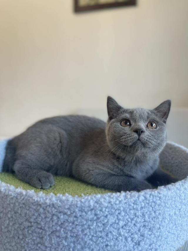 British Shorthair พร้อมใบ WCF ดช รูปที่ 10