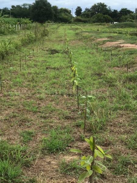 ที่ดินเปล่า 10-3-36 ไร่ ท่าม่วง กาญจนบุรี ปลูกต้นสักทองกว่า 500 ต้น 13