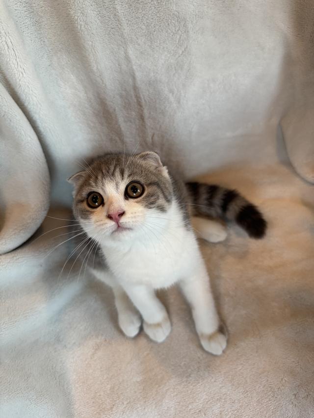 คนขายเลี้ยงเองค่ะ สก็อตติสโฟล์ด ผู้ รูปที่ 3