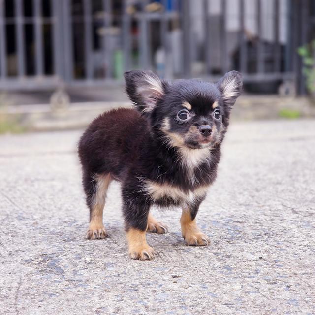 ชิวาวาขนยาวแบล็คแทนเพศผู้พร้อมย้ายบ้านสินสอดเบาๆ