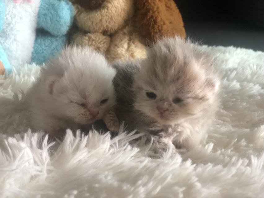 แมวมันช์กิ้น บริติช แร็กดอลรวมในนี้ทักได้เลยค่ะ รูปที่ 18