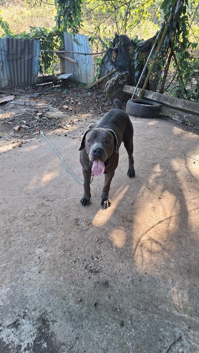 ขายพ่อแม่พันบัวโบแท้