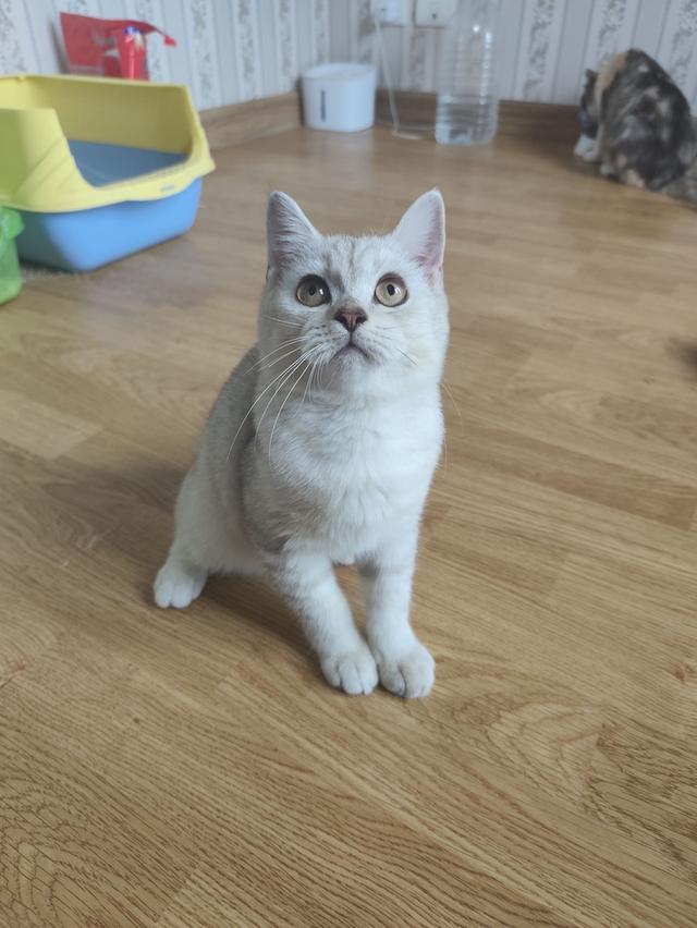 แมวสก็อตติส โฟลด์แท้ ผช