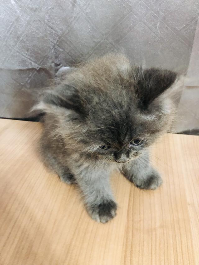 น้องแมวพันธุ์ หิมาลายันผสมชินชิล่า เพศผู้ 6