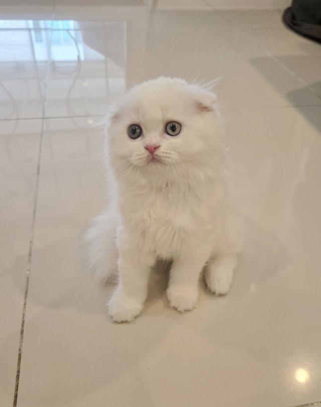 ขายลูกแมว พันธุ์ Scottish Fold 2