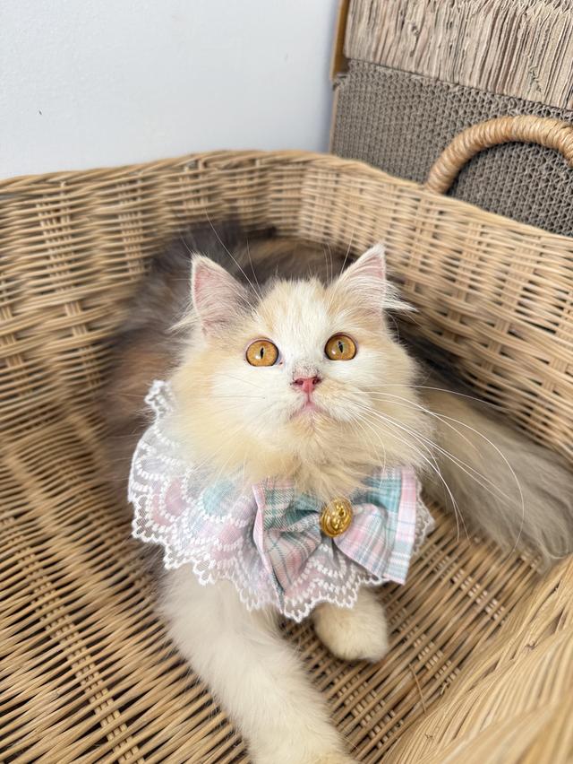 ลูกแมวพันธุ์เปอร์เซีย รูปย่อยที่ 3