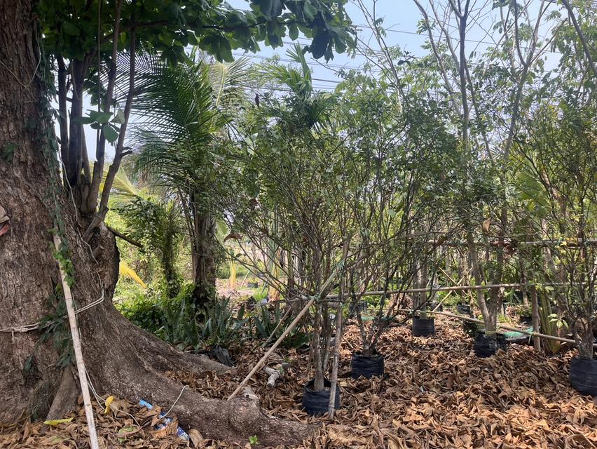 ขายที่ดินปราจีนบุรี 50 ไร่ ติดถนนใหญ่ 7