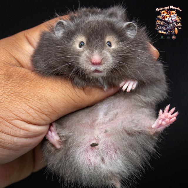Hamster Donmuang - ขายหนูแฮมสเตอร์ 12