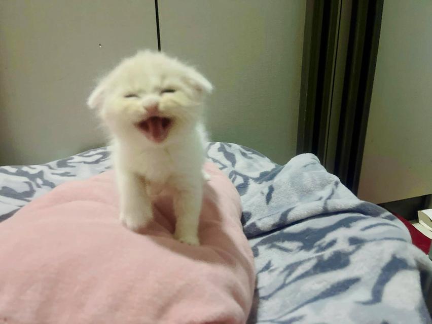น้องแมวสก๊อตติสหูพับเพศผุ้ รูปที่ 7