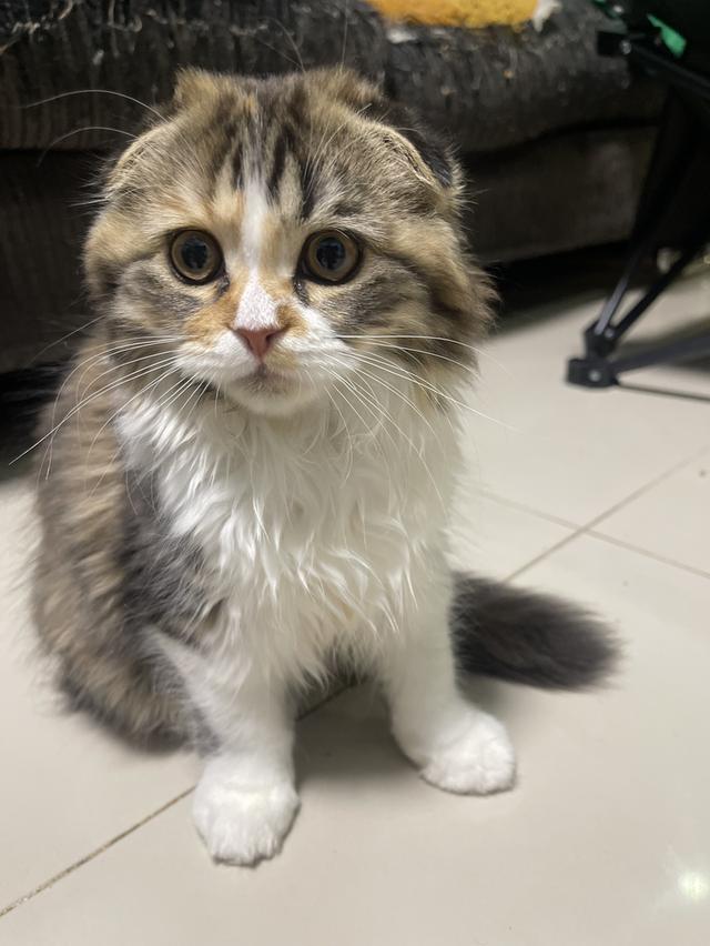 แมวสามสีนำโชค(หญิง3เดือน)เกิด9/9/68